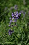 French Lavender Essential Oil, 10 ml French Lavender Essential Oil, 10 ml
