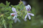 Geranium Essential Oil, Egypt, Biodynamic Geranium Essential Oil, Egypt, Biodynamic